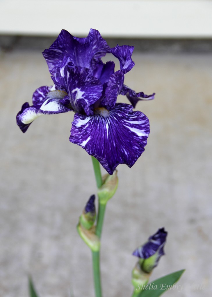 Iris