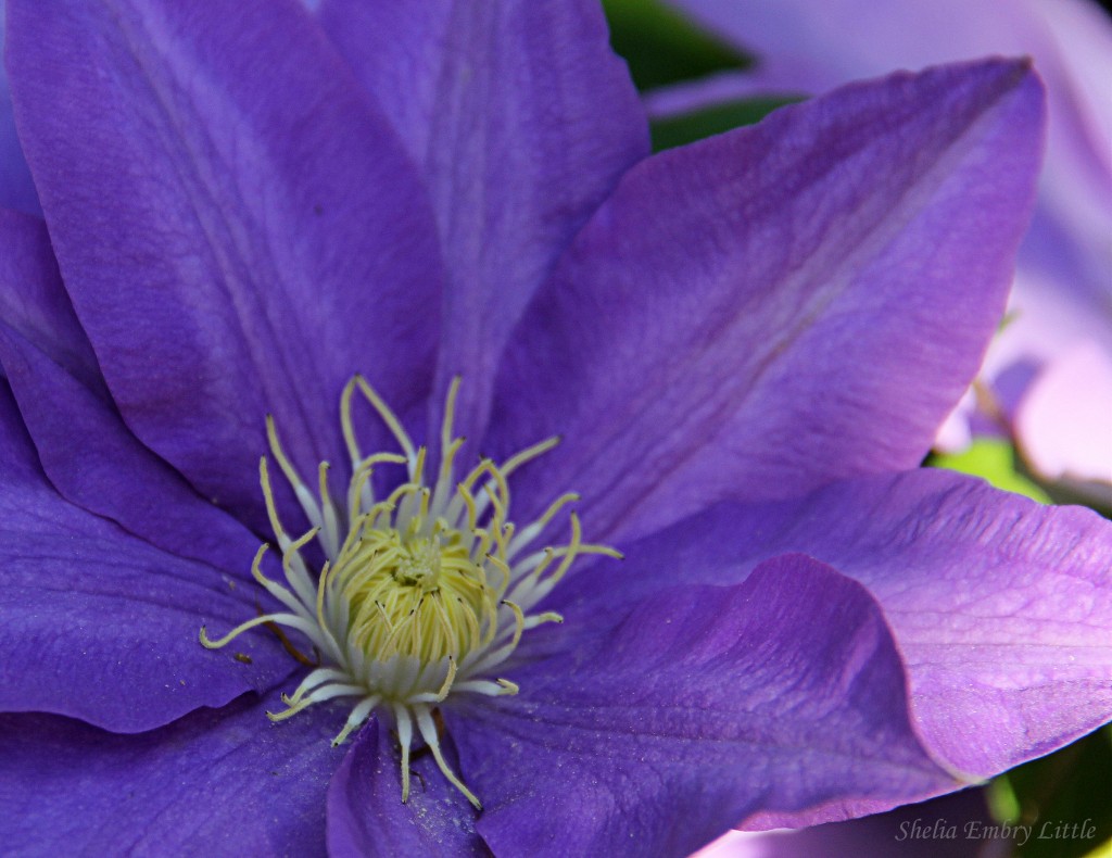 Clematis flower