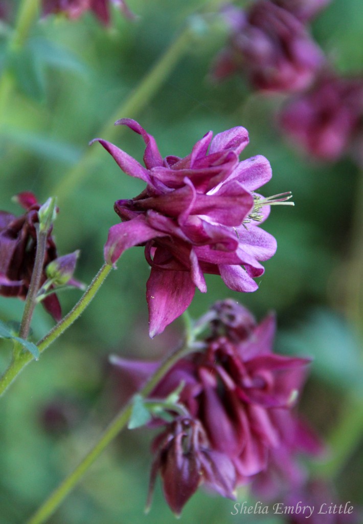 Columbine