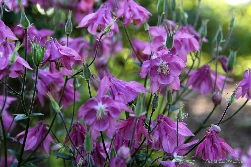 Columbine Flower