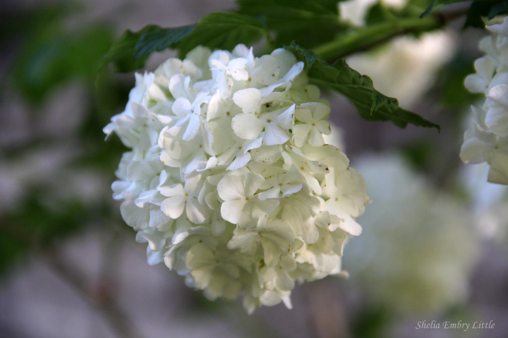 Snowball Flower