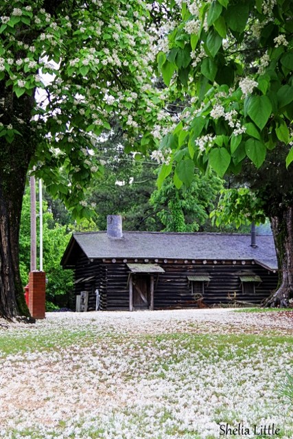 Catalpa Trees ~ Historic Washington State Park