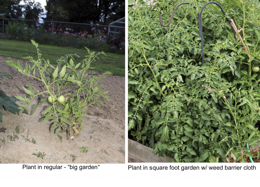 Tomato plants