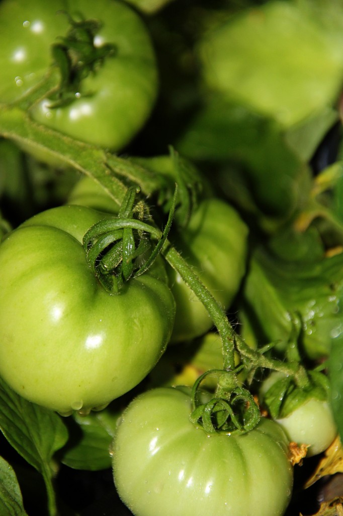 tomato plants