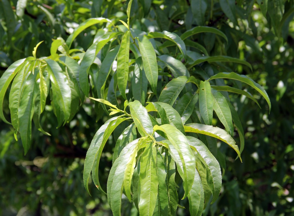 peach leaves