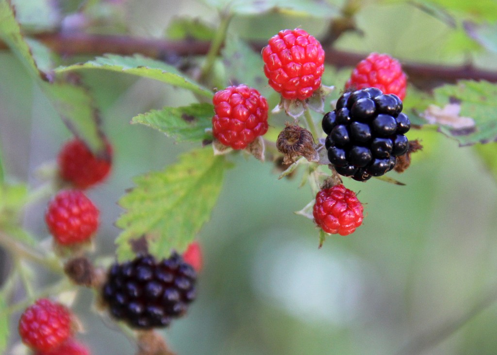 blackberries