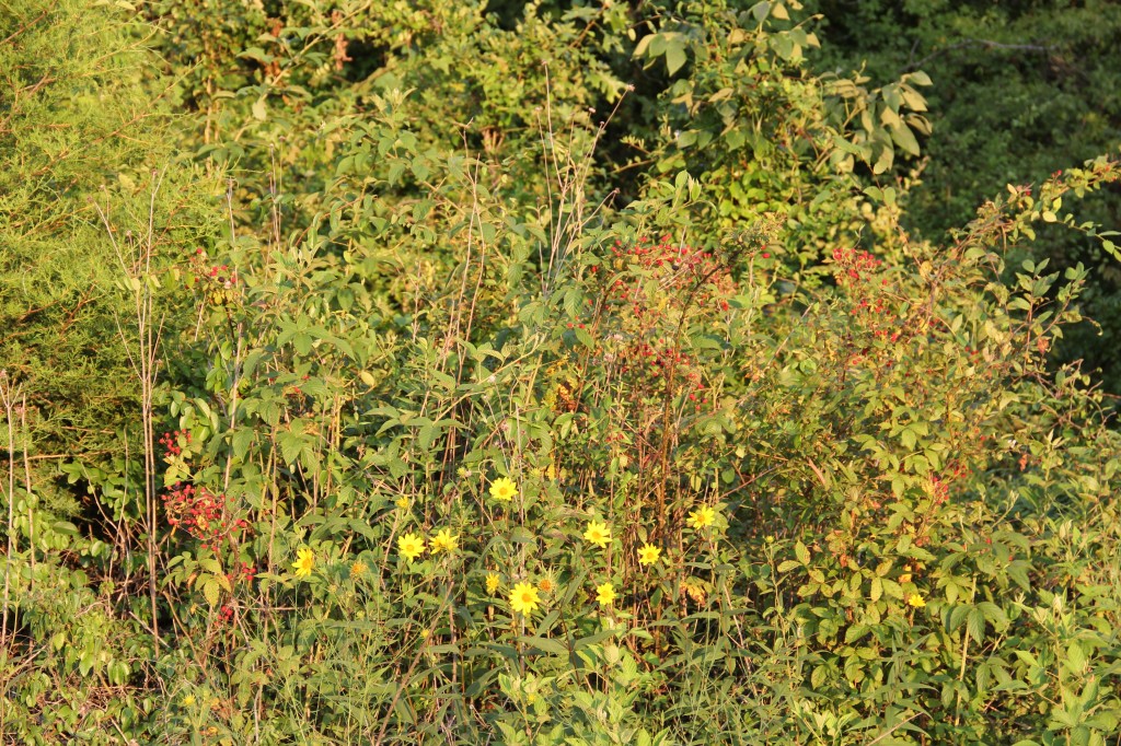 wild blackberries