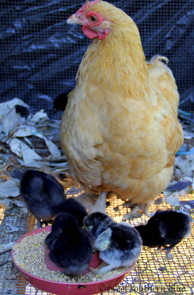 Hen with chicks