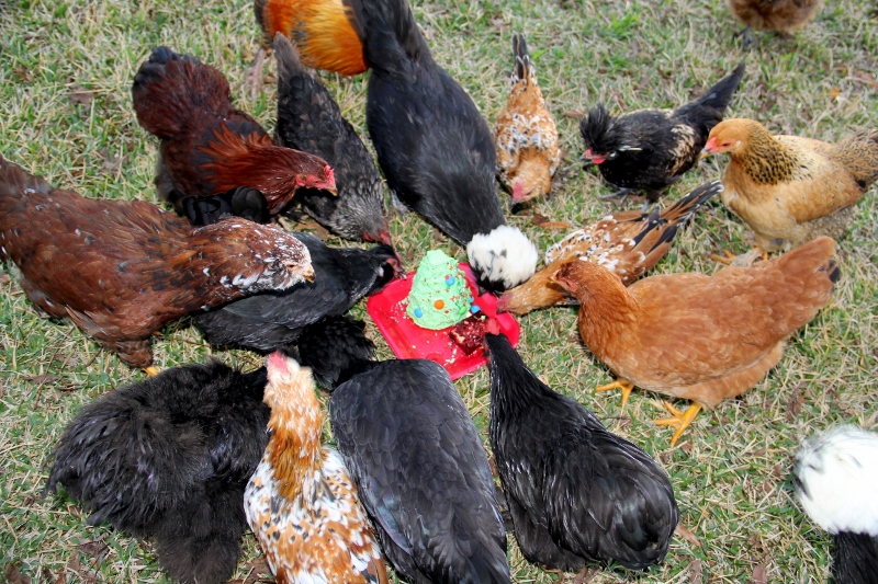 Chickens enjoying Christmas treat