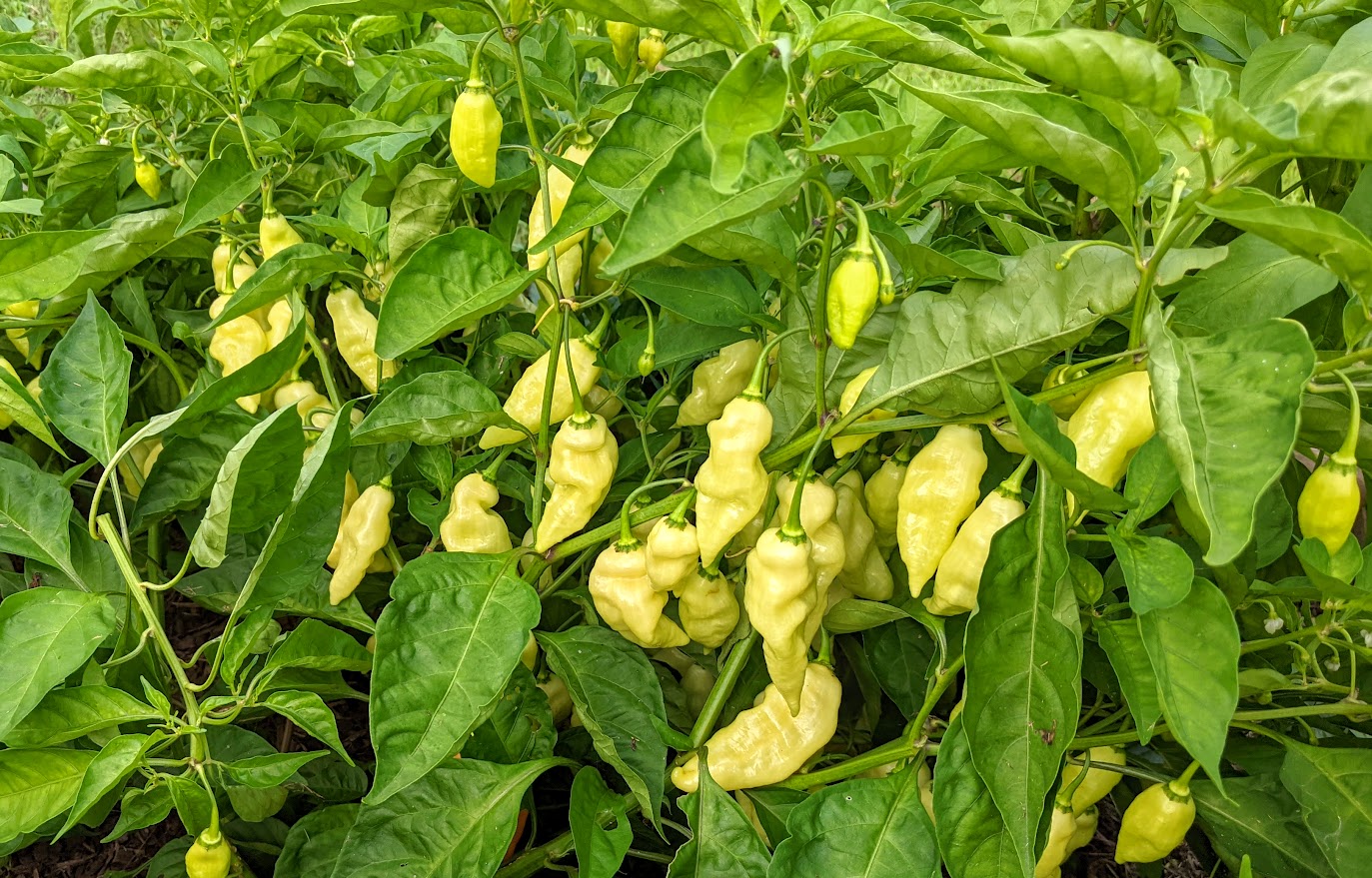 HABANADA PEPPERS