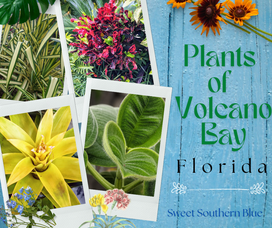 PLANTS OF ORLANDO (Volcano Bay)