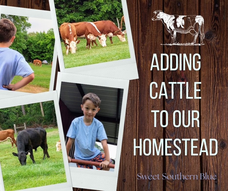 Adding Cattle to our Homestead