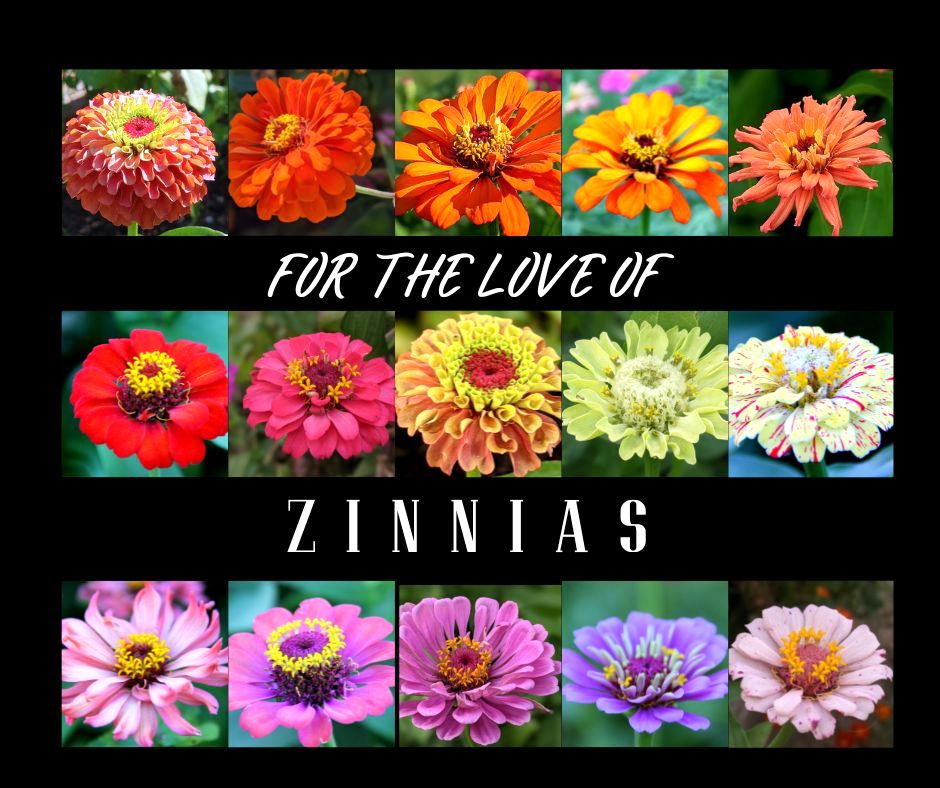 For the Love of Zinnias